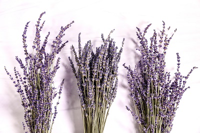 Fresh Cut Lavender Bunch