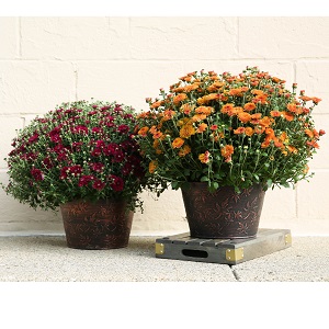 Patio Mum 10 Inch