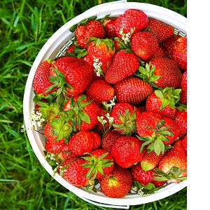 Local Strawberries