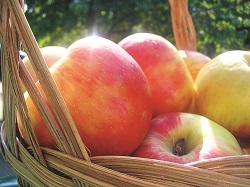 Organic Honeycrisp Apples (sold by weight)