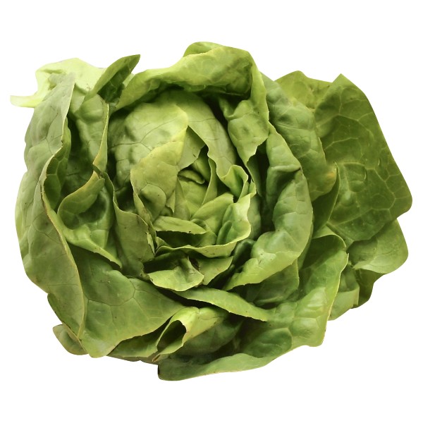 Organic Boston Lettuce